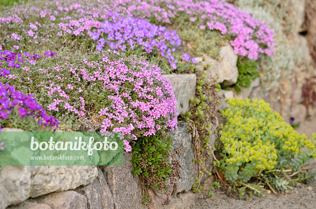 531078 - Moosphlox (Phlox subulata) und Blaukissen (Aubrieta)