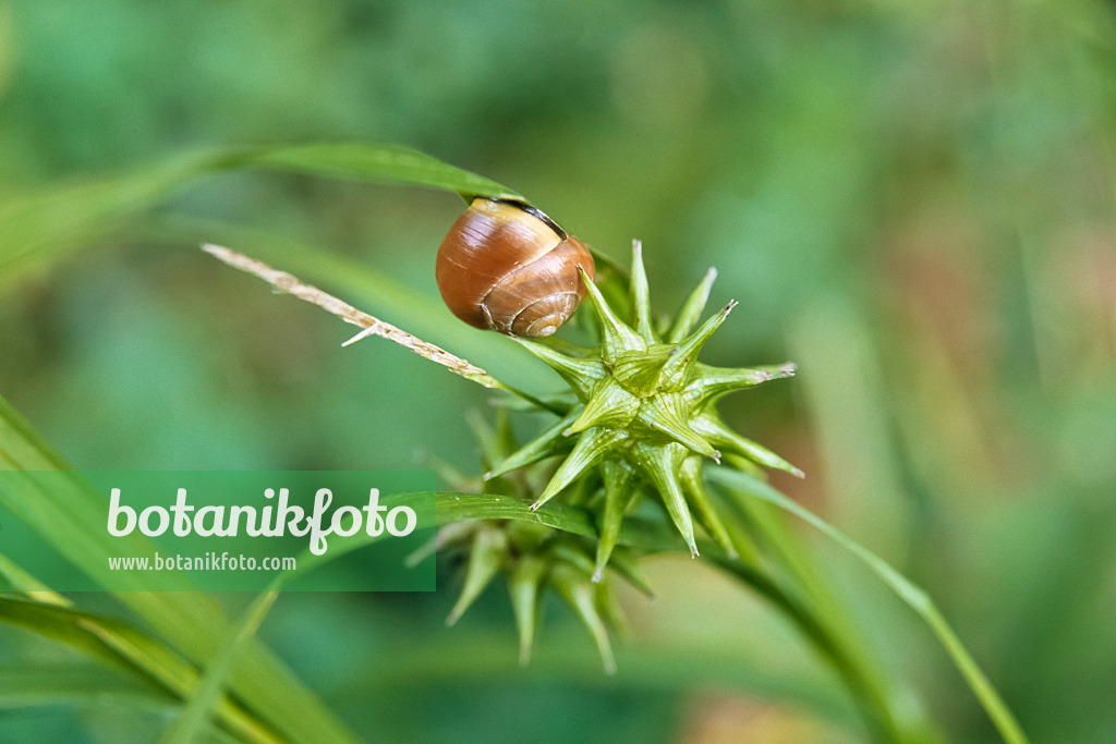 433199 - Morgensternsegge (Carex grayi) mit Schnecke