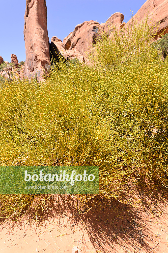 508277 - Mormonentee (Ephedra viridis), Nationalpark Arches, Utah, USA