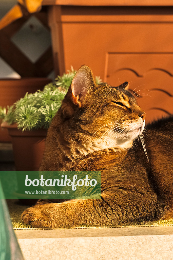 388173 - Müde schauende Abessinierkatze kauert auf einem Teppich vor einem Blumentopf in der Sonne