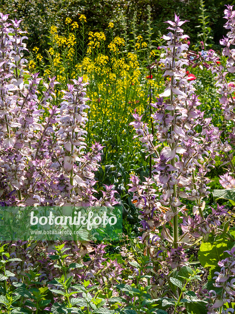 414177 - Muskatellersalbei (Salvia sclarea)