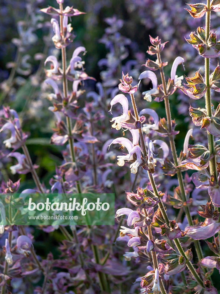 426330 - Muskatellersalbei (Salvia sclarea)