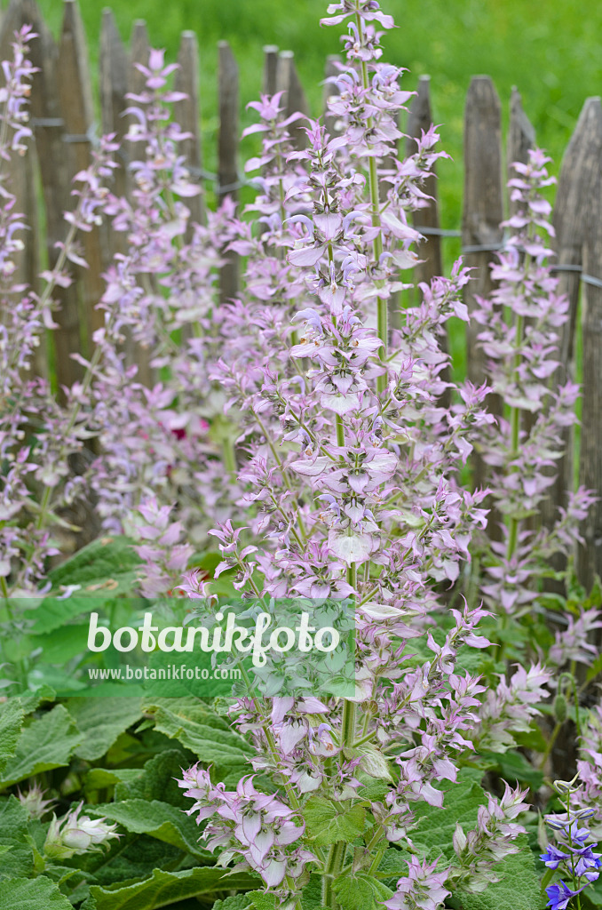 497118 - Muskatellersalbei (Salvia sclarea)