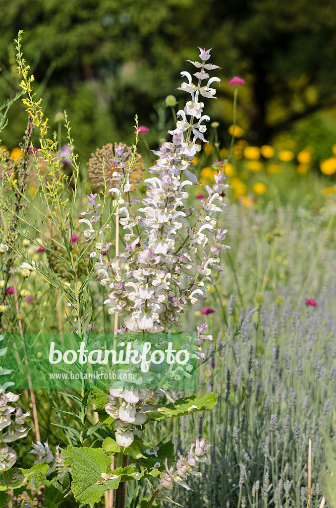 521135 - Muskatellersalbei (Salvia sclarea)