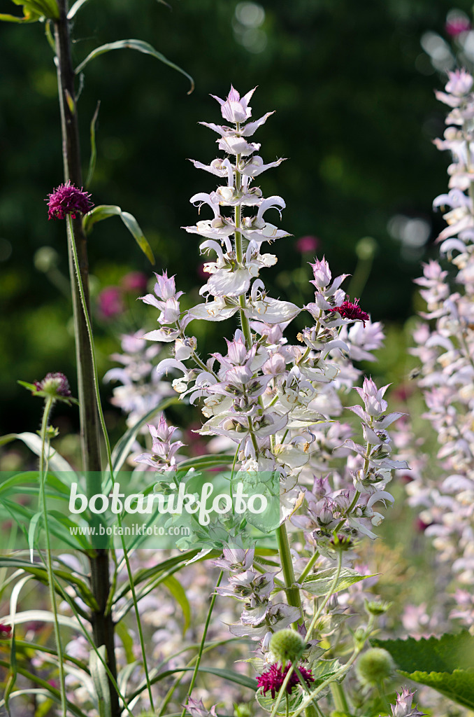 521136 - Muskatellersalbei (Salvia sclarea)