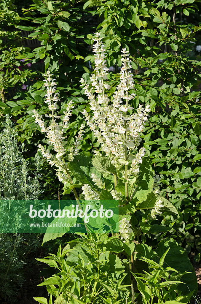 521284 - Muskatellersalbei (Salvia sclarea)