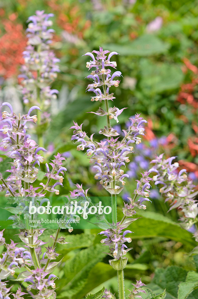 521304 - Muskatellersalbei (Salvia sclarea)