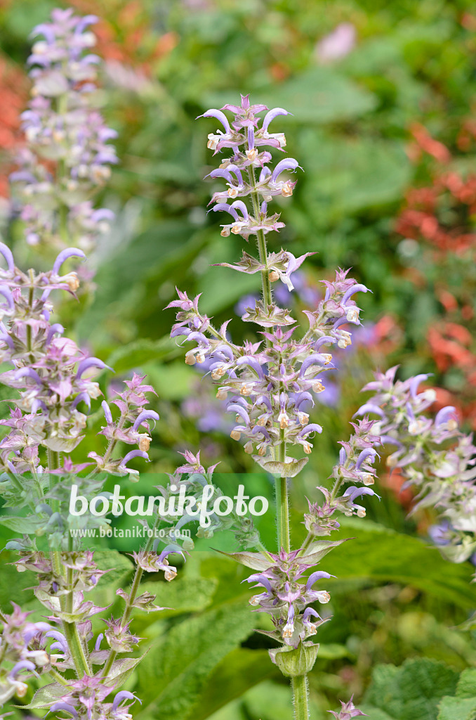 521306 - Muskatellersalbei (Salvia sclarea)