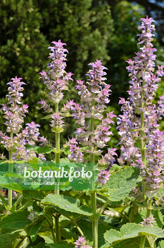 521496 - Muskatellersalbei (Salvia sclarea)