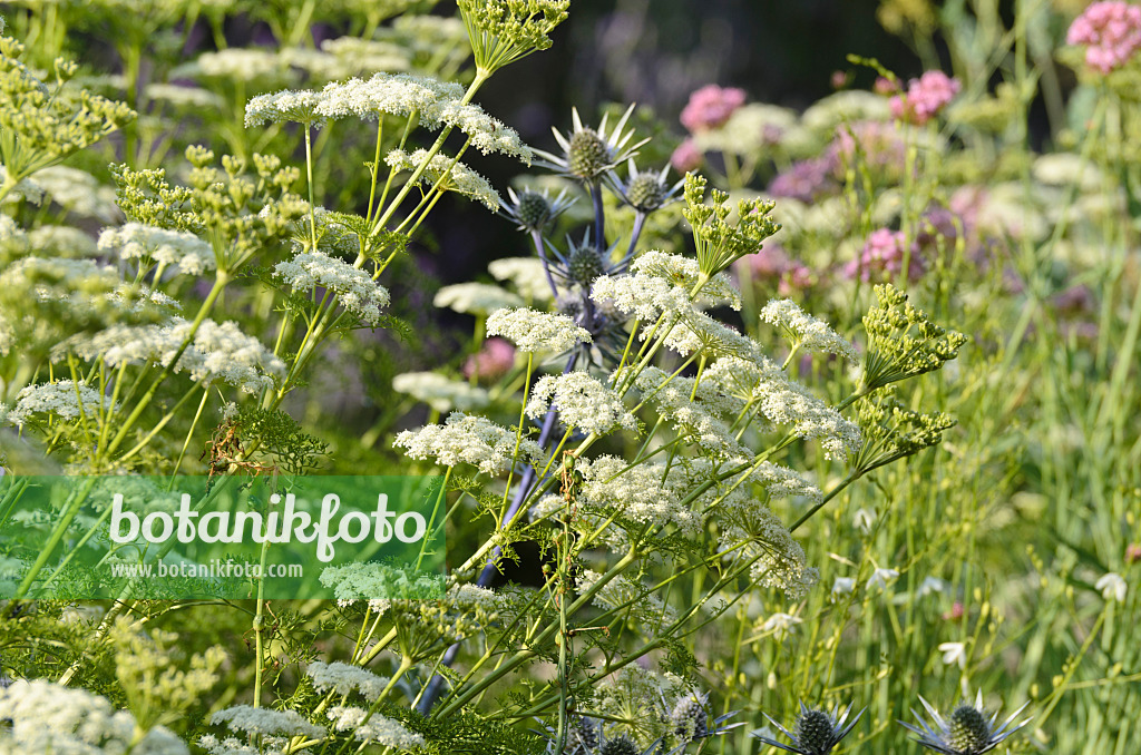 497281 - Mutterwurz (Ligusticum lucidum) und Spanischer Mannstreu (Eryngium bourgatii)