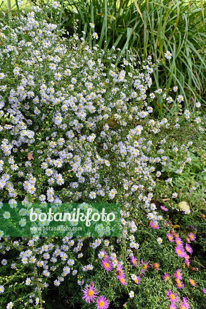 489051 - Myrtenaster (Aster ericoides 'Erlkönig')