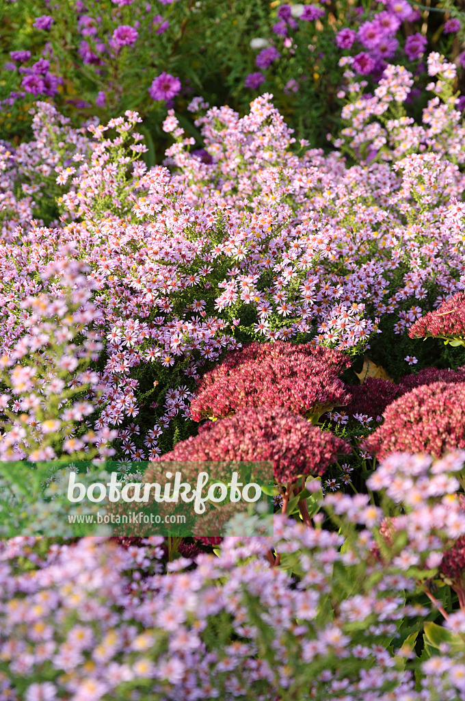 489092 - Myrtenaster (Aster ericoides 'Lovely' syn. Aster vimineus 'Lovely') und Große Fetthenne (Sedum telephium 'Herbstfreude' syn. Hylotelephium telephium 'Herbstfreude')