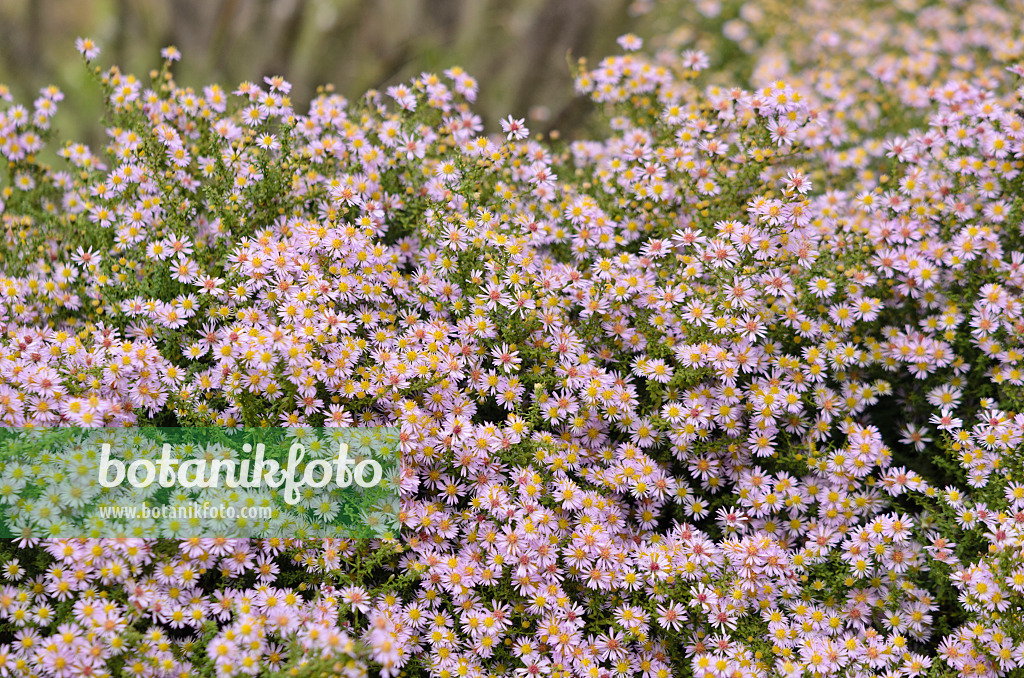 573027 - Myrtenaster (Aster ericoides 'Lovely' syn. Aster vimineus 'Lovely')