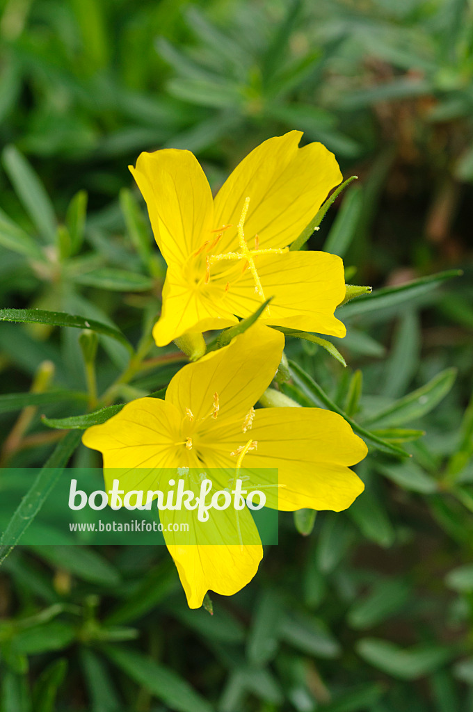 476267 - Nachtkerze (Oenothera African Sun)