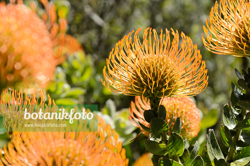 508502 - Nadelkissen (Leucospermum)