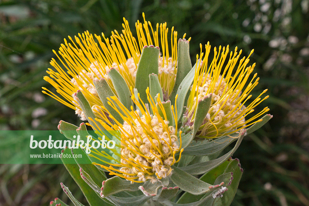 601016 - Nadelkissen (Leucospermum erubescens)