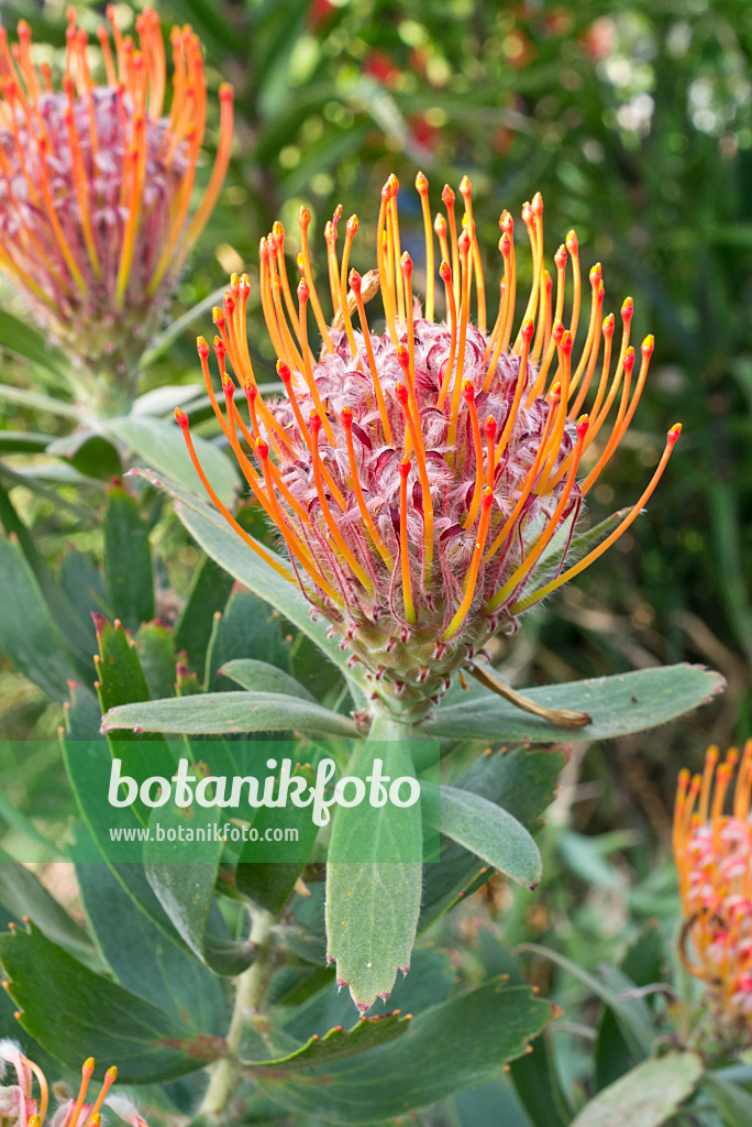 609067 - Nadelkissen (Leucospermum glabrum)