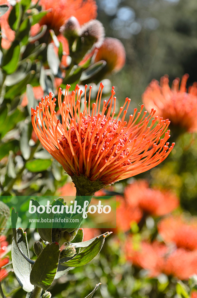 508411 - Nadelkissen (Leucospermum tottum)