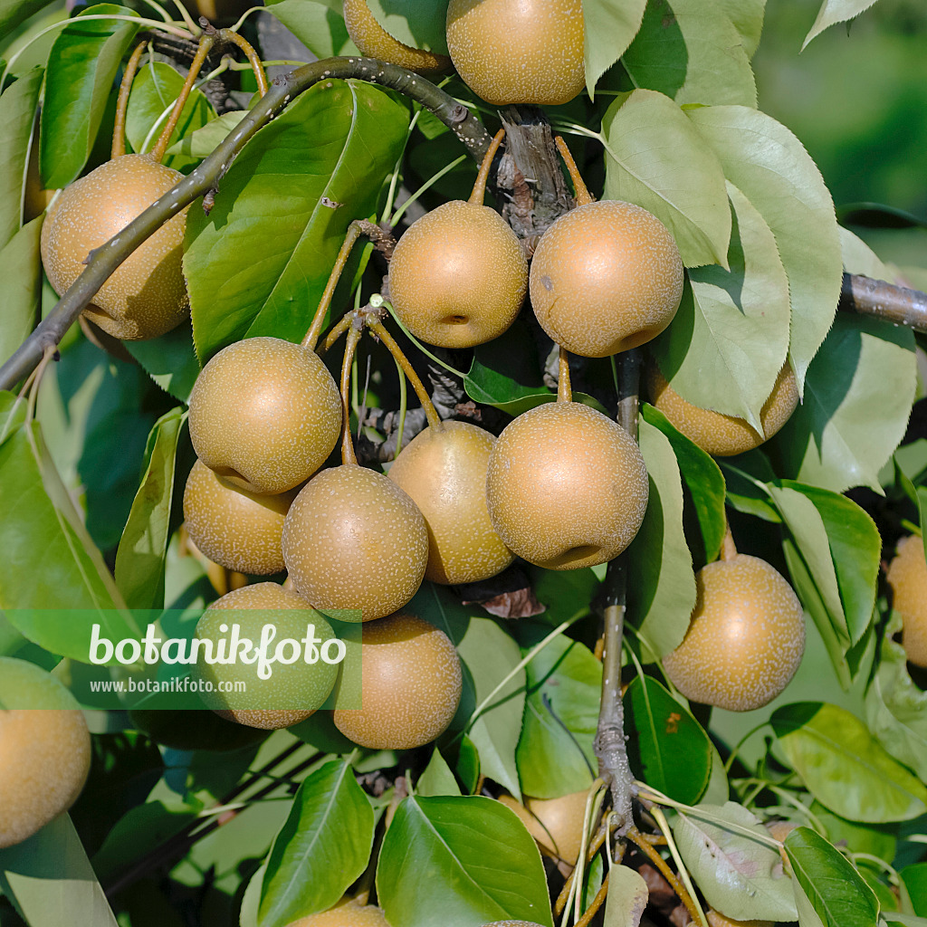 471453 - Nashi-Birne (Pyrus pyrifolia 'He Tu Pear')