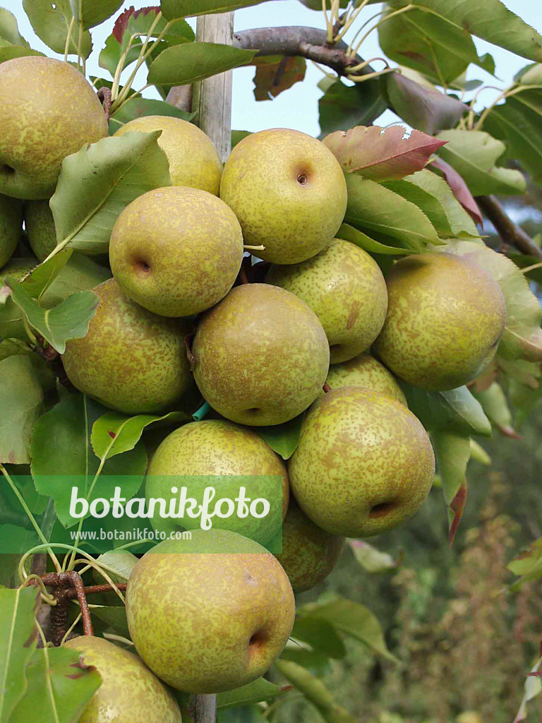 517371 - Nashi-Birne (Pyrus pyrifolia 'Wan Phyon Pear')