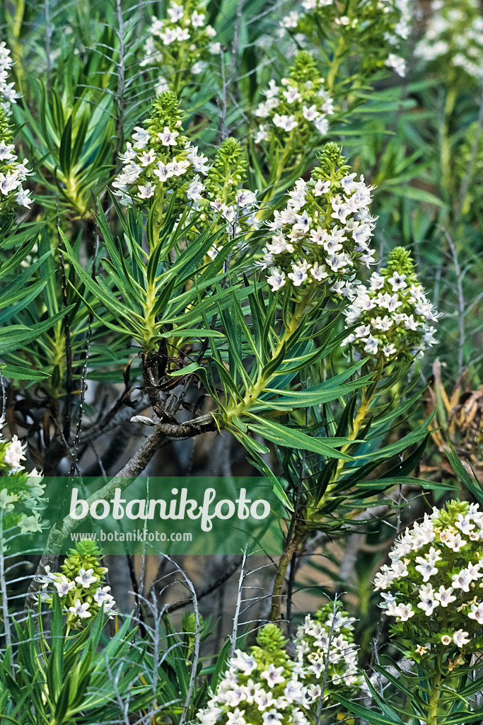 397104 - Natternkopf (Echium decaisnei)