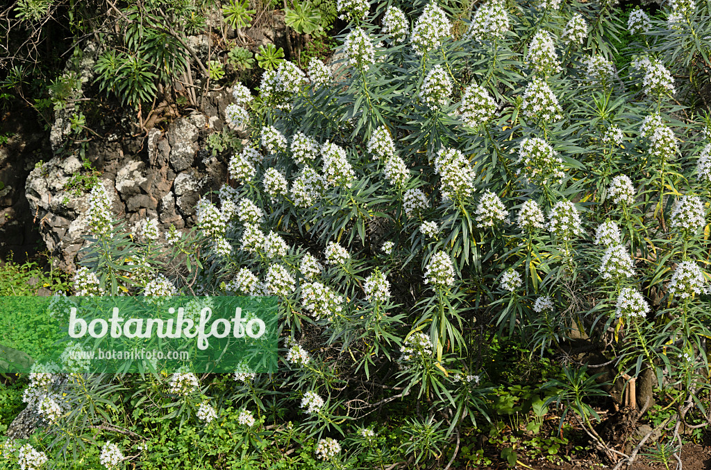 564158 - Natternkopf (Echium decaisnei)