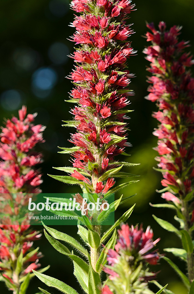 521041 - Natternkopf (Echium maculatum syn. Pontechium maculatum)