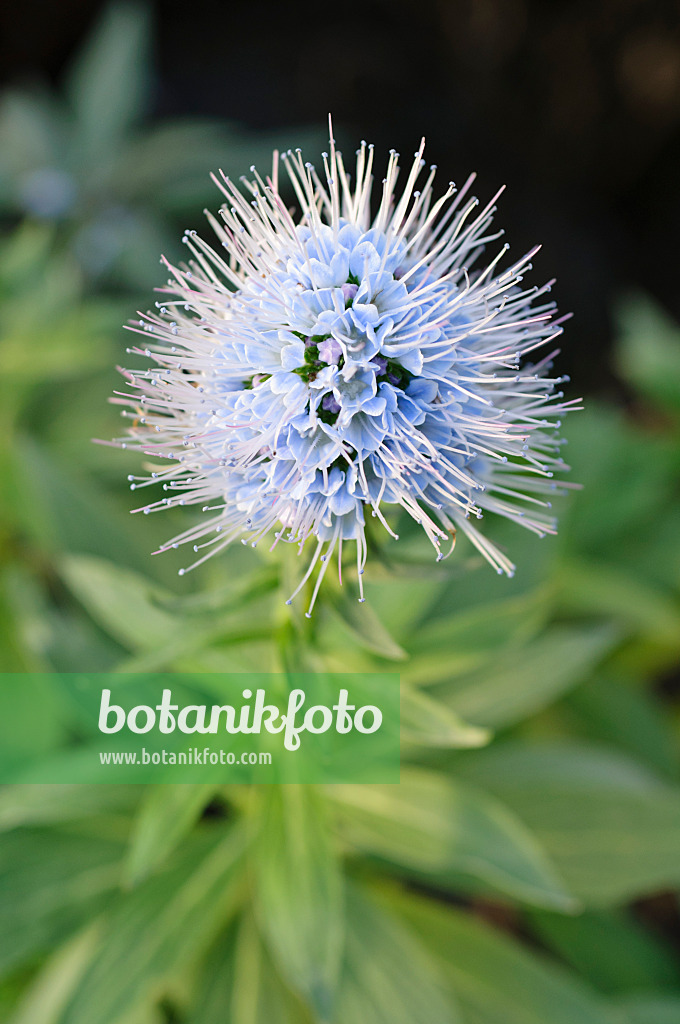 492017 - Natternkopf (Echium nervosum)