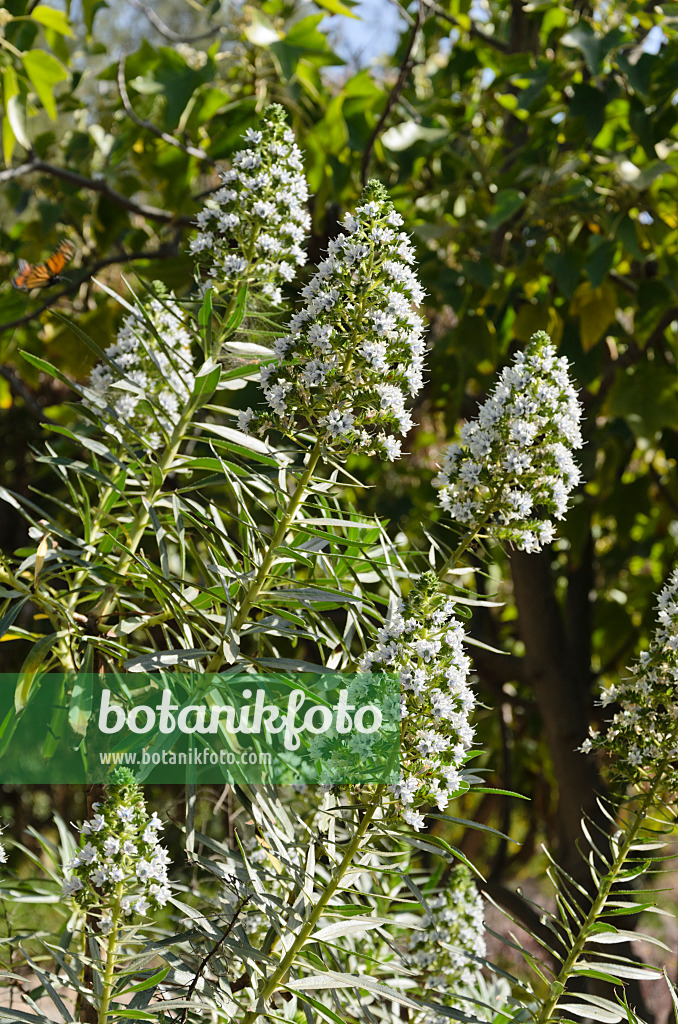 564033 - Natternkopf (Echium onosmifolium)