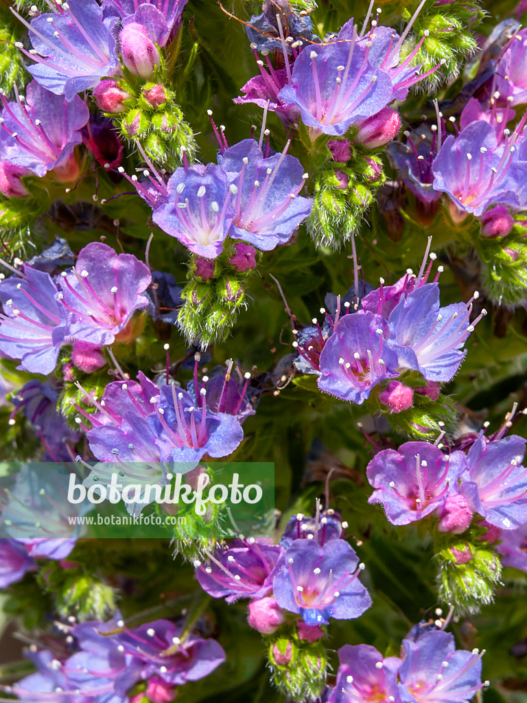 437326 - Natternkopf (Echium webbii)