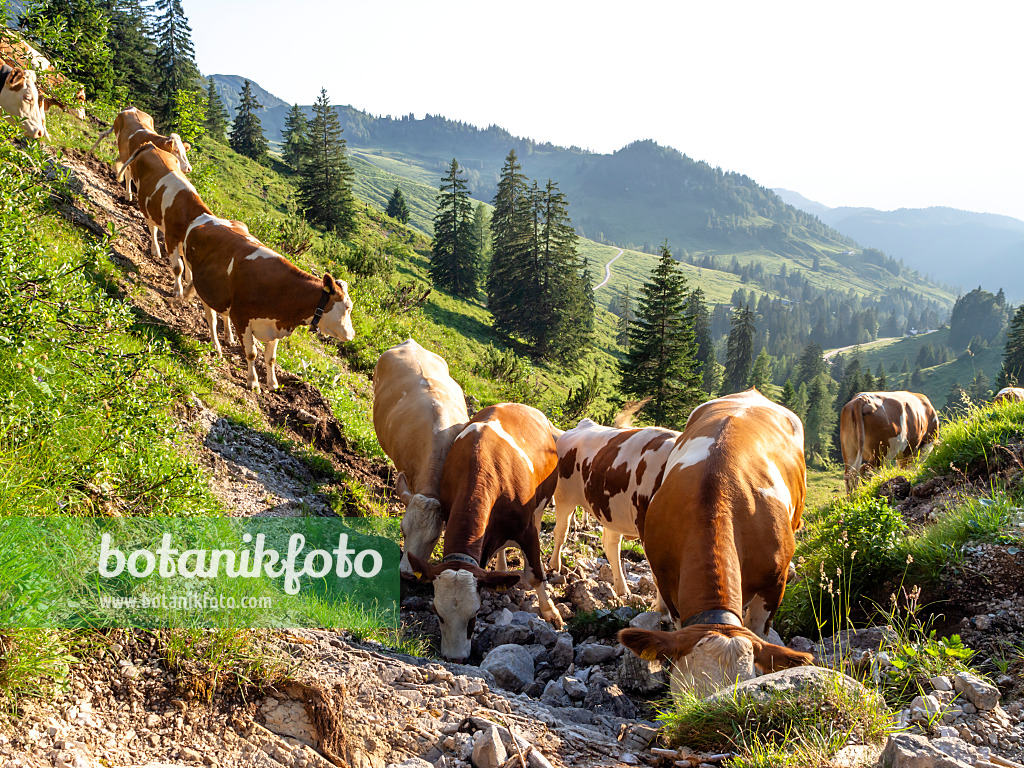 439234 - Naturschutzgebiet Kaisergebirge, Österreich