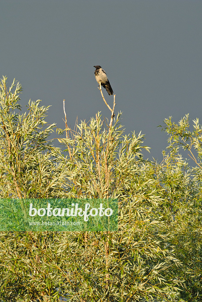 524110 - Nebelkrähe (Corvus corone cornix) und Weide (Salix)