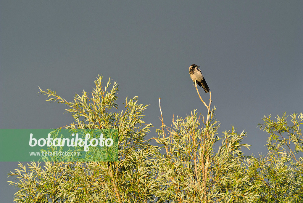 524112 - Nebelkrähe (Corvus corone cornix) und Weide (Salix)