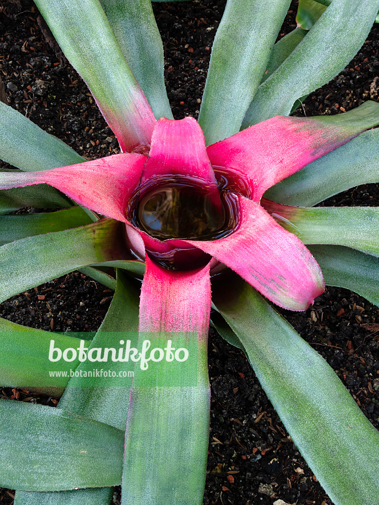 400042 - Neoregelia princeps