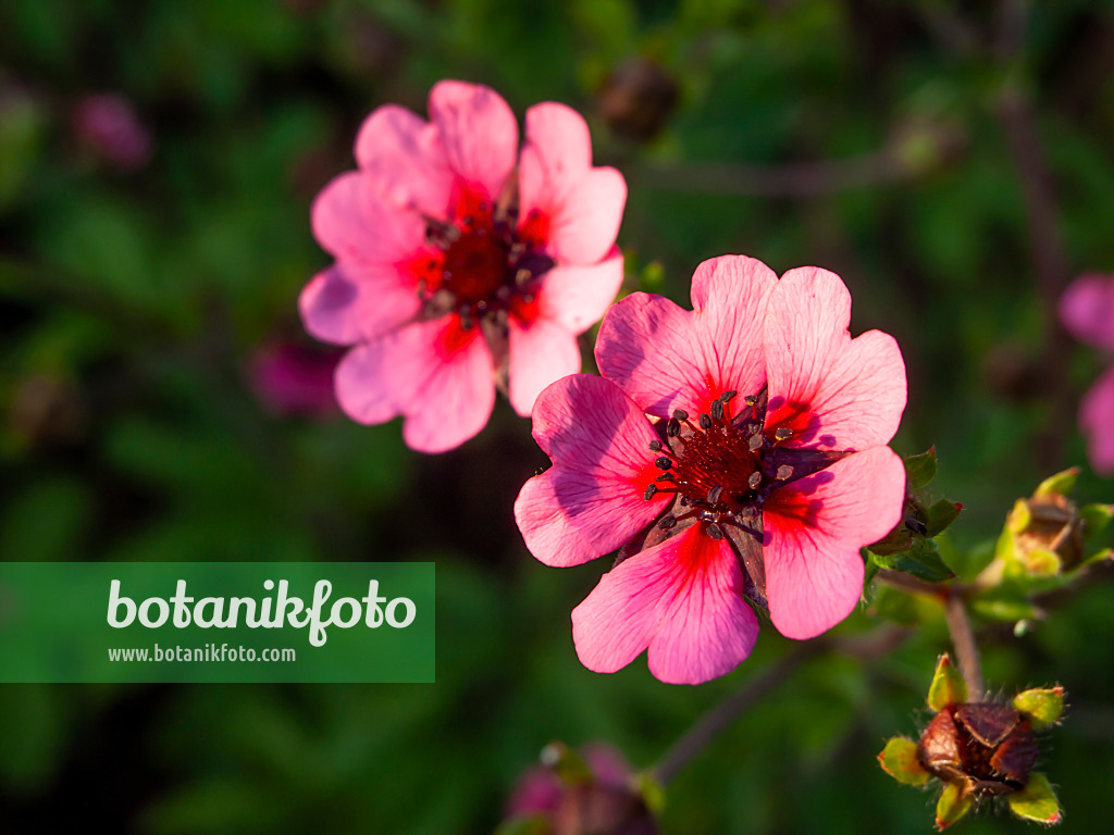 427233 - Nepal-Fingerkraut (Potentilla nepalensis)