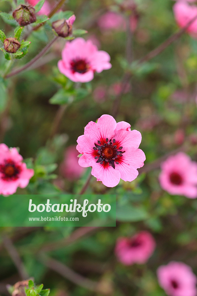 474381 - Nepal-Fingerkraut (Potentilla nepalensis 'Miss Willmott')