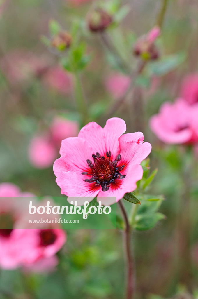 474382 - Nepal-Fingerkraut (Potentilla nepalensis 'Miss Willmott')