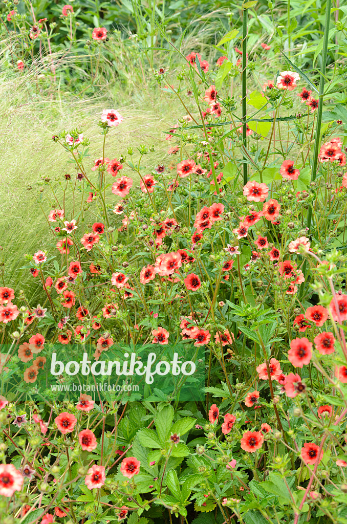 521435 - Nepal-Fingerkraut (Potentilla nepalensis 'Miss Willmott')