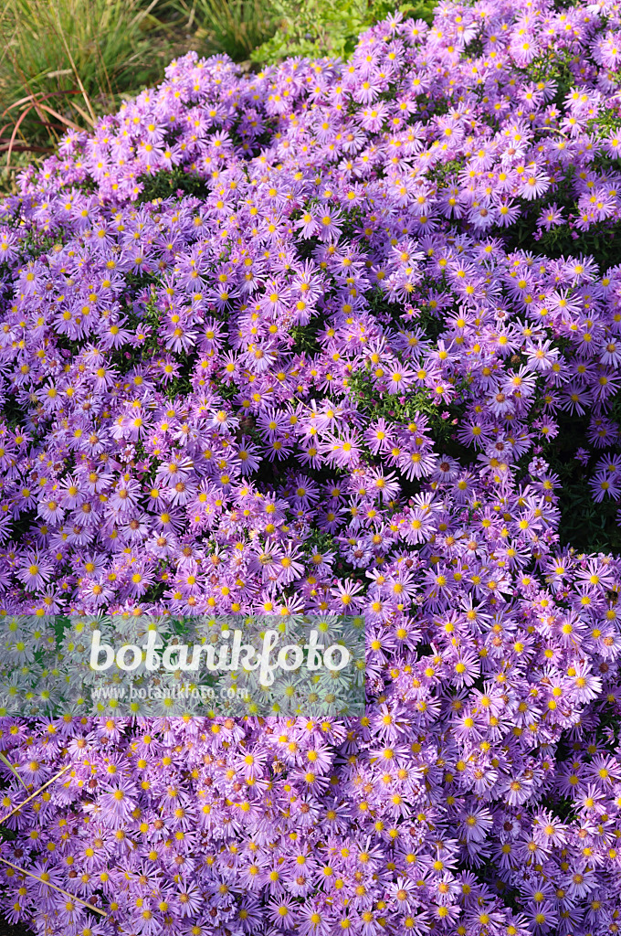 489094 - Neubelgien-Aster (Aster novi-belgii 'Blütenmeer')