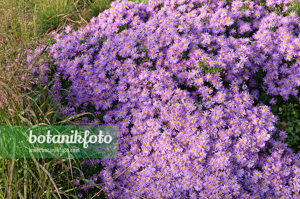 489095 - Neubelgien-Aster (Aster novi-belgii 'Blütenmeer')