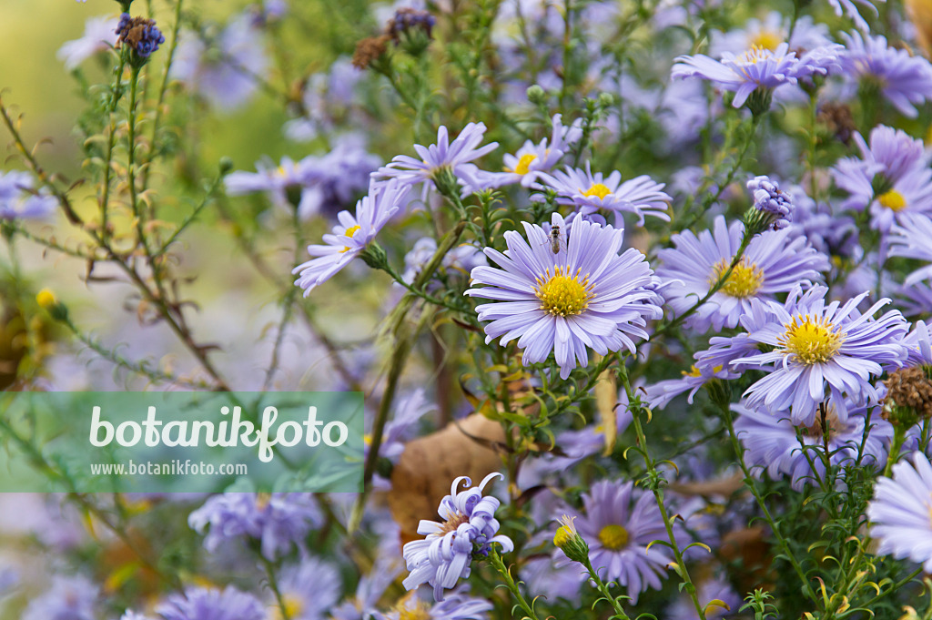 513041 - Neubelgien-Aster (Aster novi-belgii 'Brigitte')