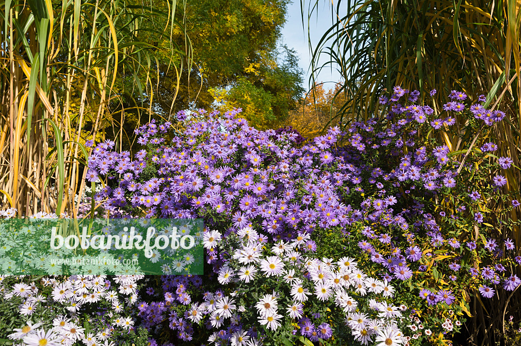 513083 - Neubelgien-Aster (Aster novi-belgii 'Dauerblau') und Riesenchinaschilf (Miscanthus x giganteus)