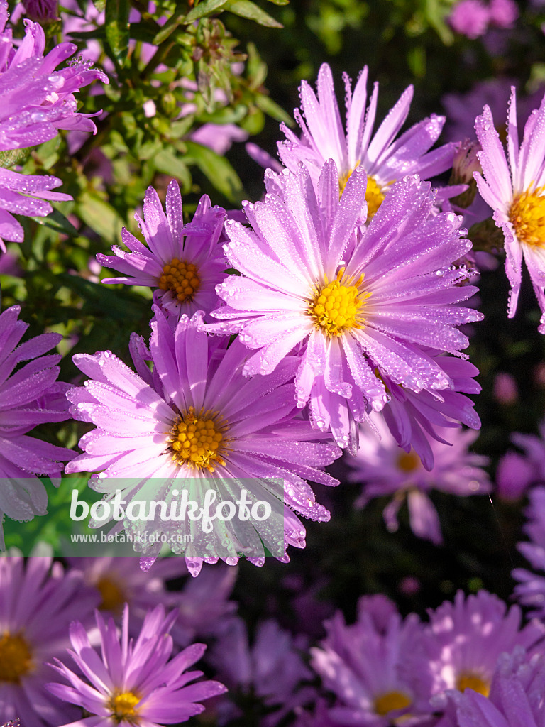 430105 - Neubelgien-Aster (Aster novi-belgii 'Rosenhügel')