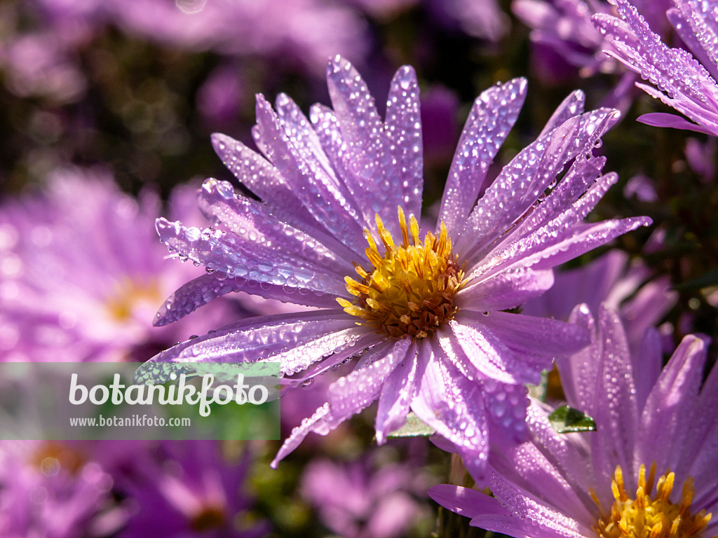 430106 - Neubelgien-Aster (Aster novi-belgii 'Rosenhügel')