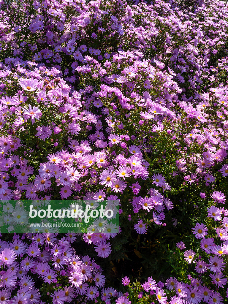 430107 - Neubelgien-Aster (Aster novi-belgii 'Rosenhügel')