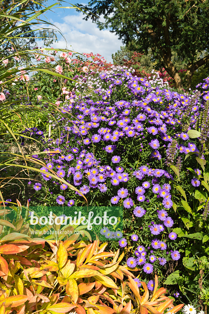 512095 - Neubelgien-Aster (Aster novi-belgii 'Schöne von Dietlikon')