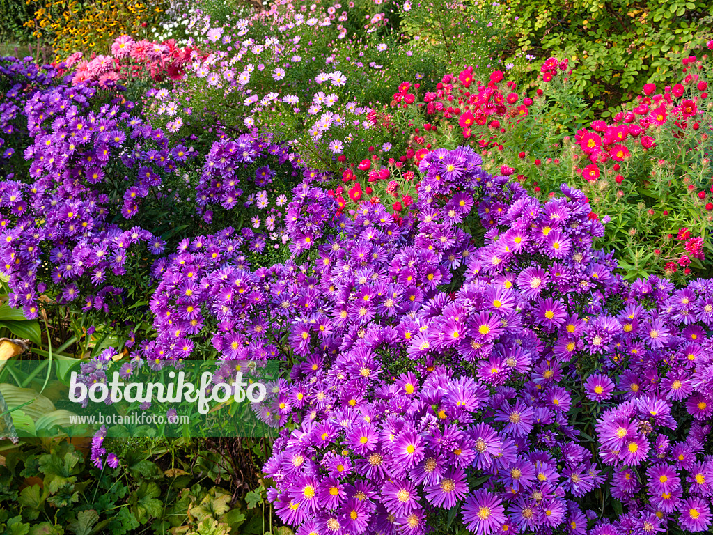 418001 - Neubelgien-Aster (Aster novi-belgii 'Violetta')