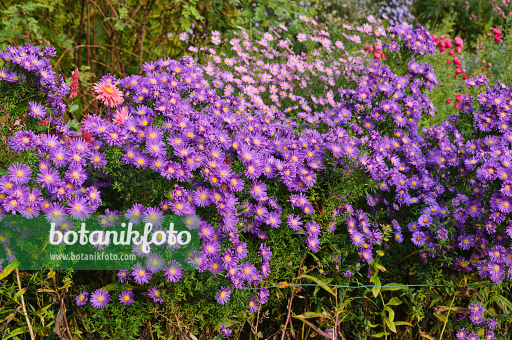 489113 - Neubelgien-Aster (Aster novi-belgii 'Violetta')