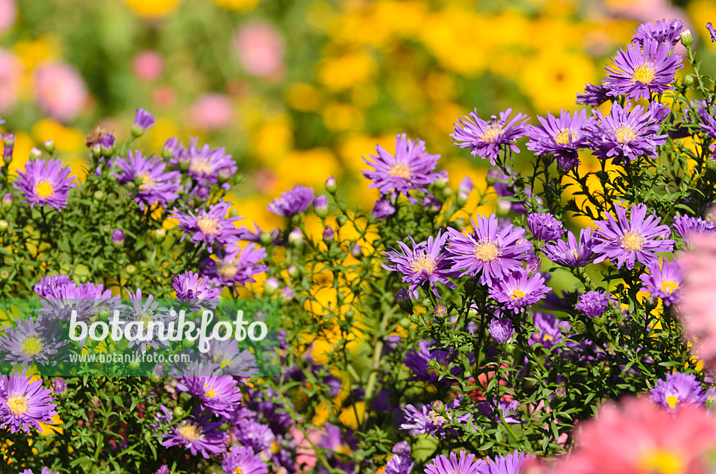 500136 - Neubelgien-Aster (Aster novi-belgii 'Violetta')