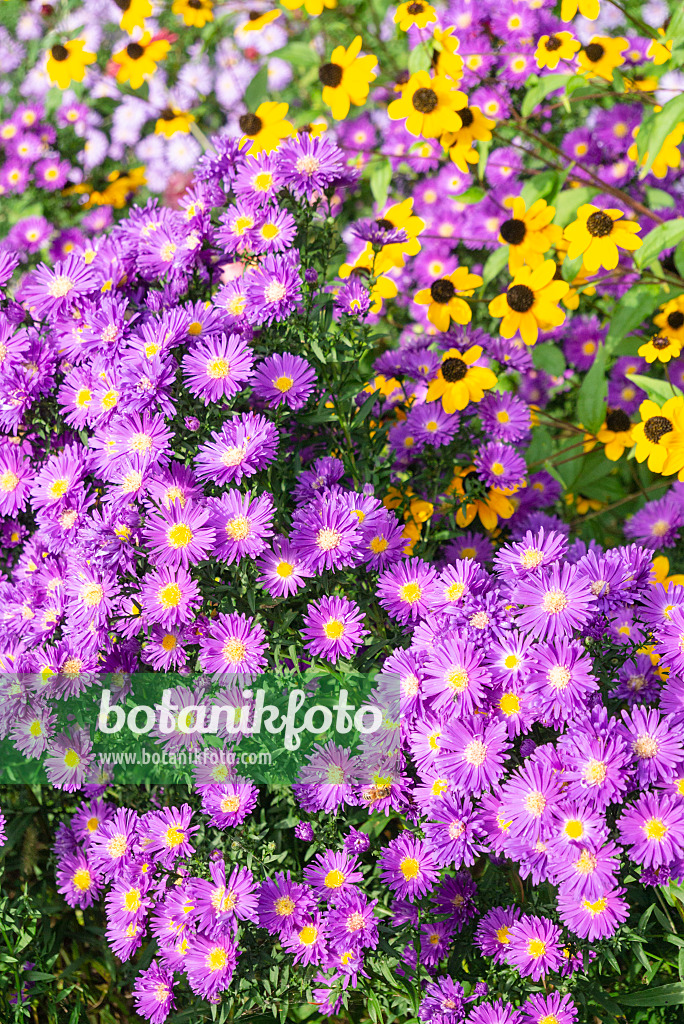 625062 - Neubelgien-Aster (Aster novi-belgii 'Violetta') und Sonnenhut (Rudbeckia triloba)